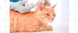 Побочные эффекты после прививки от блох у кошек: что нужно знать?