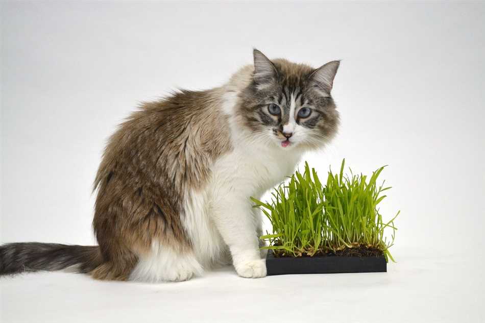 Растения, которые не рекомендуется давать кошкам