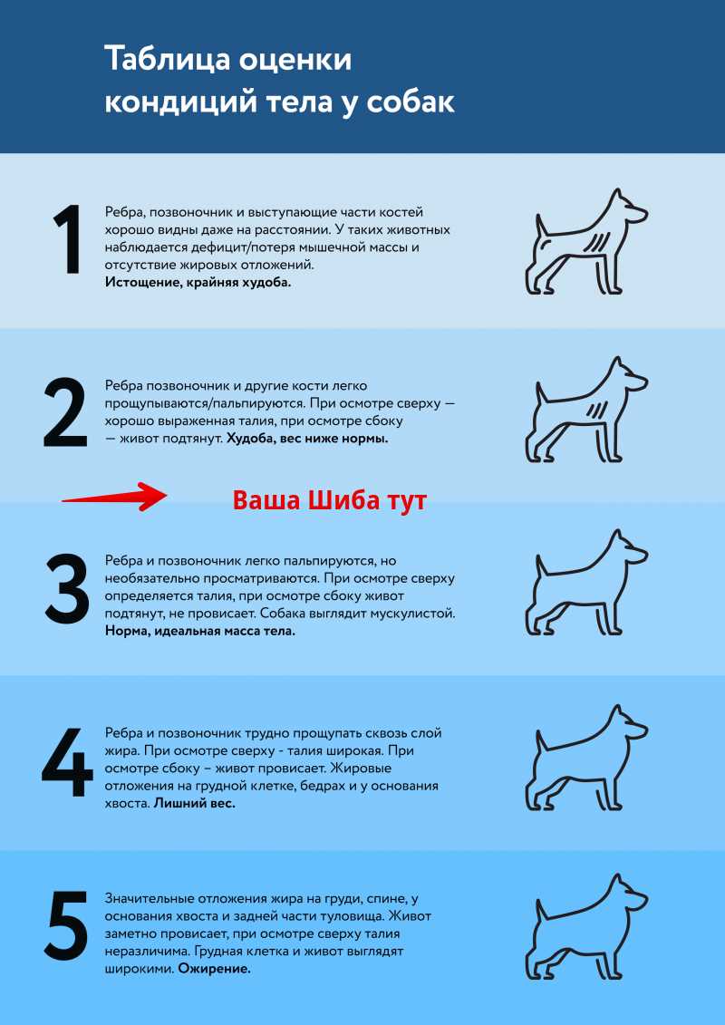 Какие субпродукты можно давать щенку в 4 месяца?