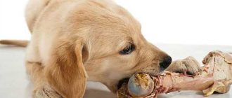 Какие свиные кости можно давать собаке? | Полезная информация для владельцев собак