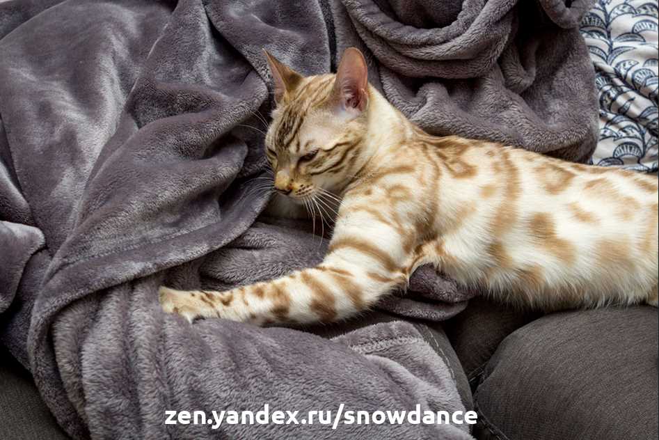Какие ткани не может трогать кот?