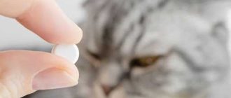 Какие витамины нужны коту? Всё, что вам нужно знать