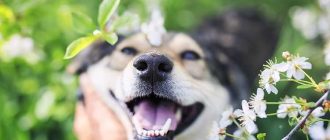 Опасные ягоды для собак: что им нельзя есть и почему