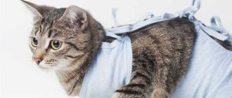 Корм для кошки после стерилизации: какой выбрать?