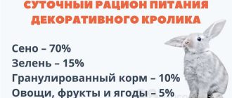 Какие ветки можно давать кроликам летом: список натуральной пищи для погоды