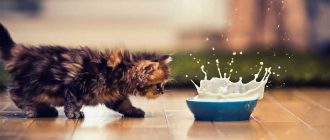 Какое молоко выбрать для котят по жирности и питательности?