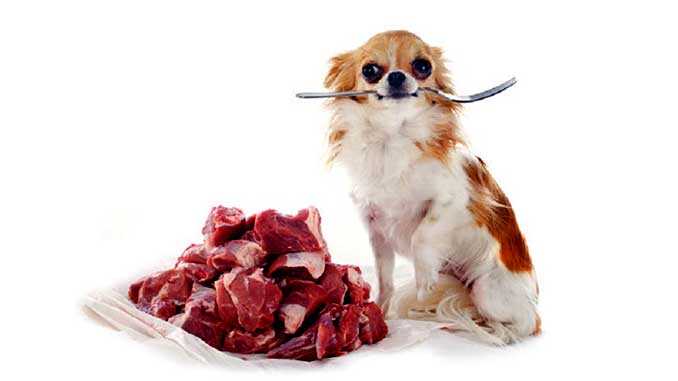 Говяжье мясо: отличная пищевая основа для мелких пород собак