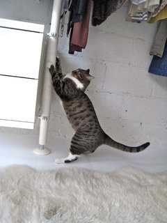 Почему кошки дерут покрытие стен?
