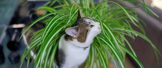 Какие растения любят кошки и подходят для домашнего содержания?