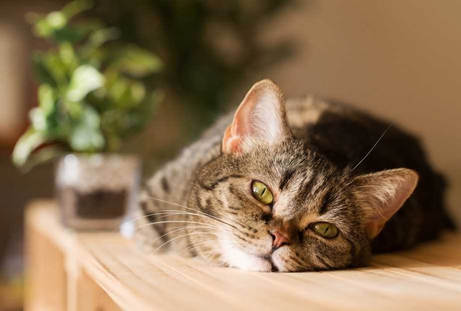 Кошачья мята - природное возбуждающее средство для кошек