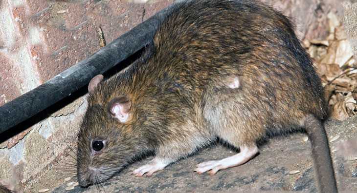 Особенности размеров разных видов крыс