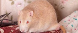 Какого цвета могут быть глаза у крыс: основные оттенки и их значения