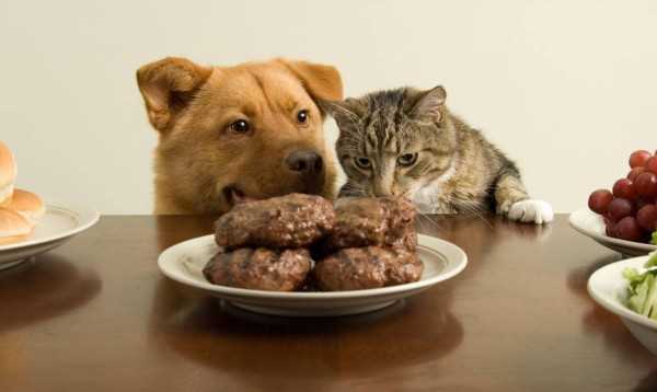 Мясо и рыба в рационе собаки