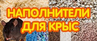 Лучший выбор наполнителя для крыс: что выбрать?