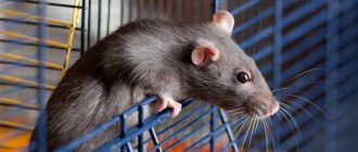 Образ жизни декоративной крысы: что они едят, как они играют и как их ухаживать
