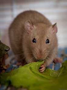 Декоративная крыса: все, что вам нужно знать