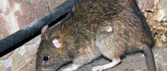 Окрас диких крыс: типичные окраски и их значение