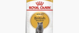 Какой сухой корм выбрать для кормления британского кота с вислоухими ушами?