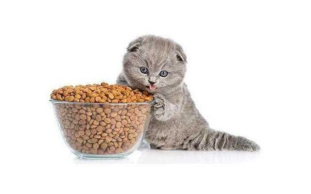 Важность качественного питания для шотландского котенка