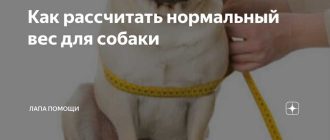 Какой вес собаки считать средним? Узнайте правильные показатели