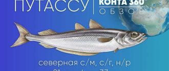 Какой вкус имеет рыба путассу: описание и отличительные особенности