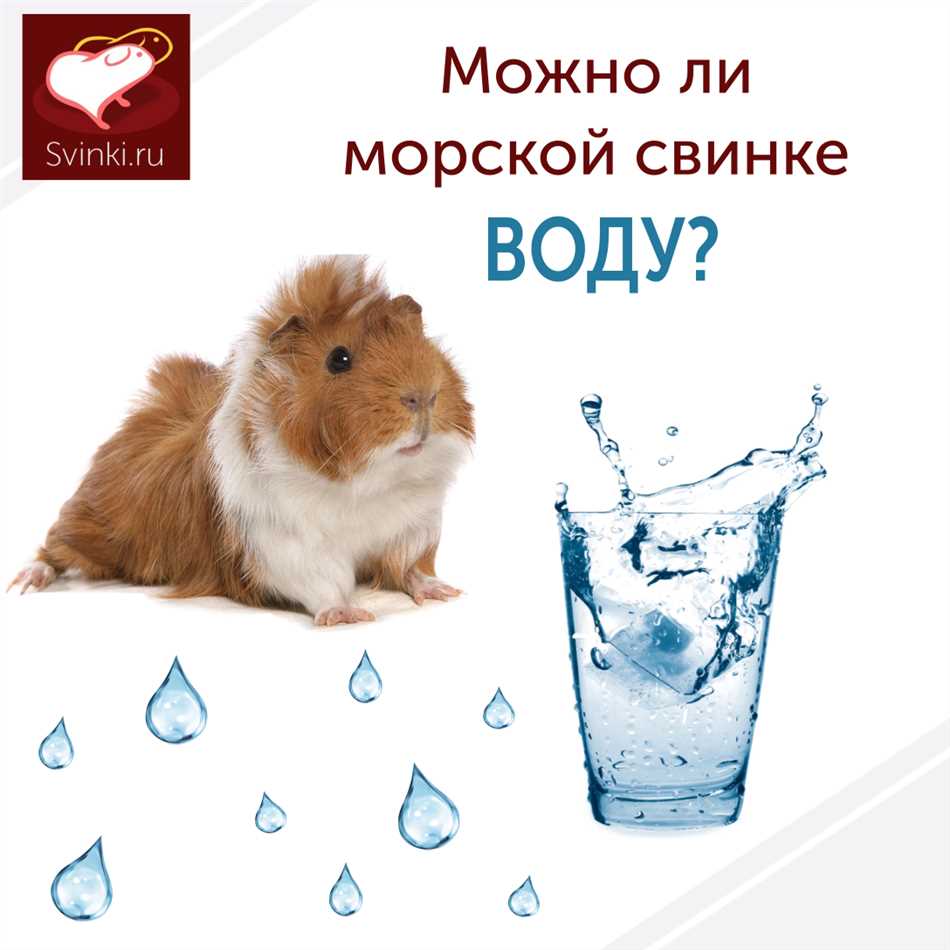 Какую воду выбрать для морской свинки?