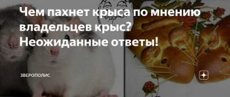 Крысы: какие запахи привлекают их внимание?