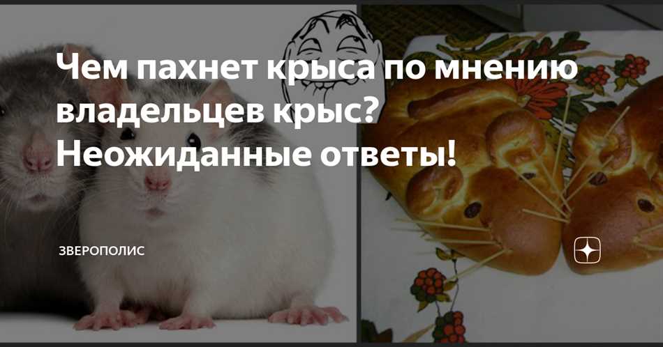 Какой запах привлекает крыс?