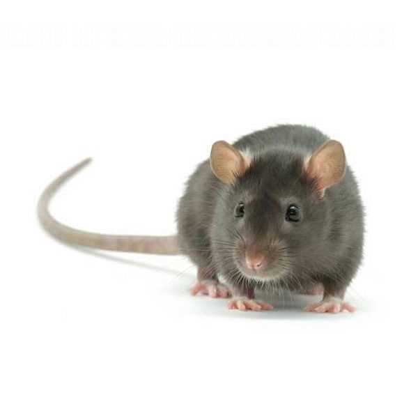 Рекомендации по выбору творога для крыс
