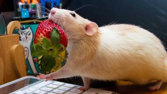 Примерное соотношение жирности творога для крыс разных возрастов