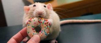 Какую крупу можно давать крысам отдельно от смеси?