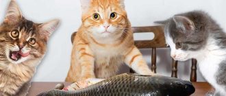 Какую рыбу можно давать кошкам и в каком виде? Советы владельцам кошек