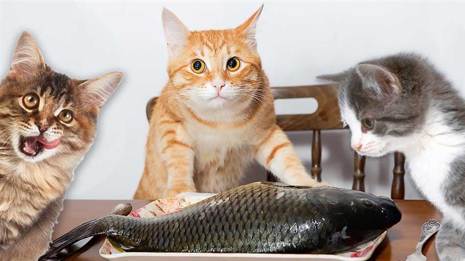 Какую рыбу можно давать кошкам и в каком виде?