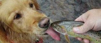 Рыба для собак с аллергией: какую выбрать и как подавать