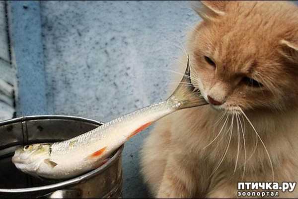 Полезная рыба для кошек