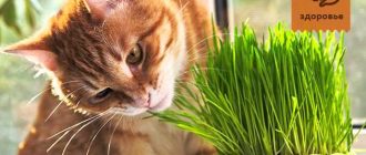 Какую траву можно давать домашнему коту с улицы: рекомендации и предостережения