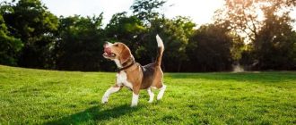 Какую траву можно давать собакам: список безопасных трав для питомцев
