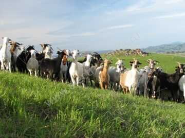 Какую траву можно собирать козам?
