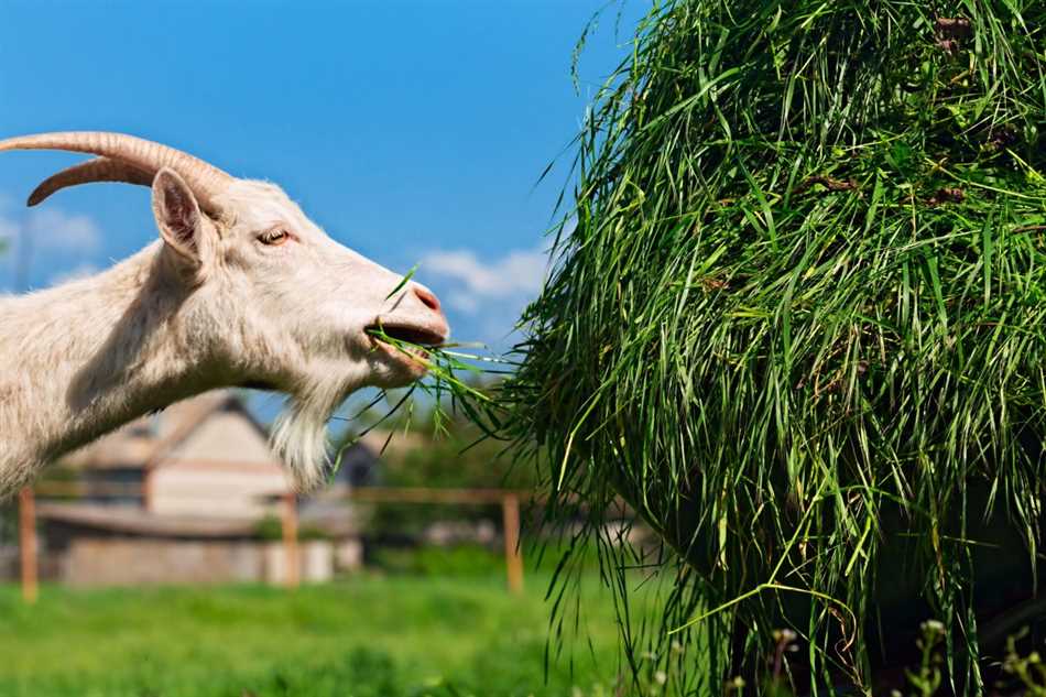 Какую траву нужно давать козам для удоя?