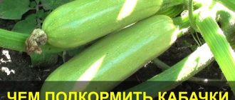 Когда подкармливать кабачки после появления всходов?