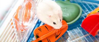Кто живёт дольше: хомяк или крыса? Сравнение продолжительности жизни двух популярных домашних животных