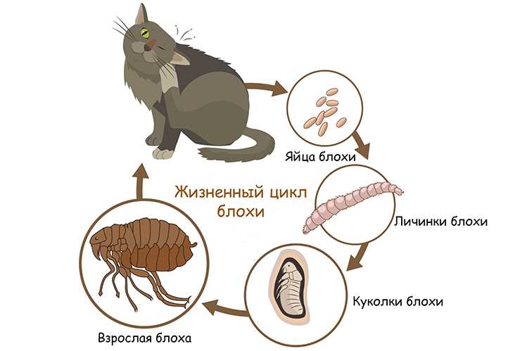 Могут ли быть блохи у домашнего кота?