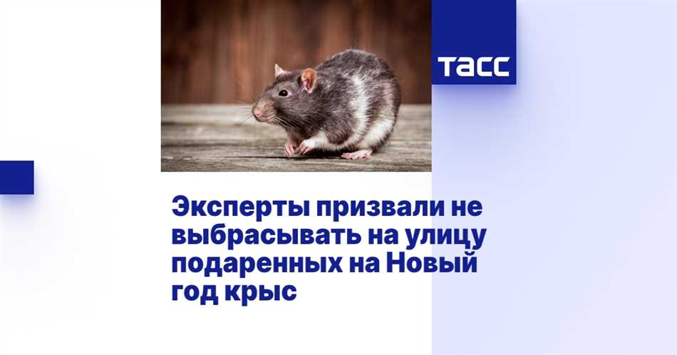 Перспективы выживания домашних крыс на улице