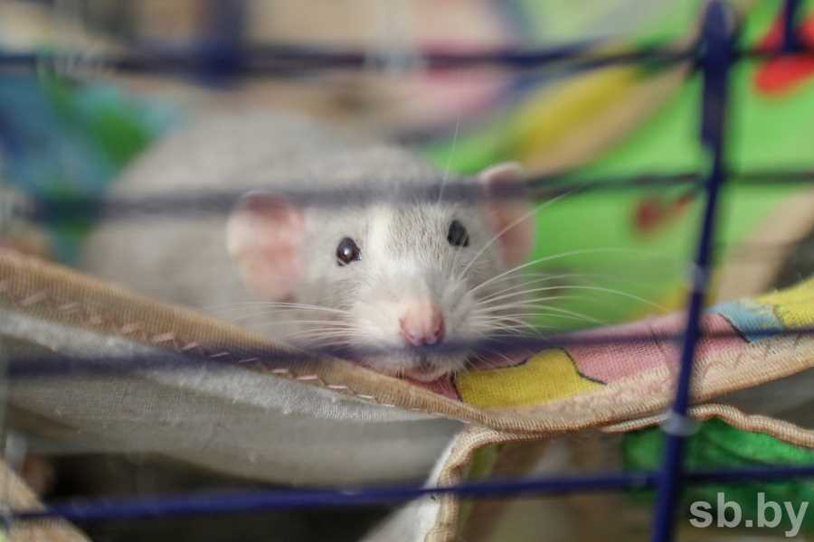Вред, который могут причинить домашние крысы на улице