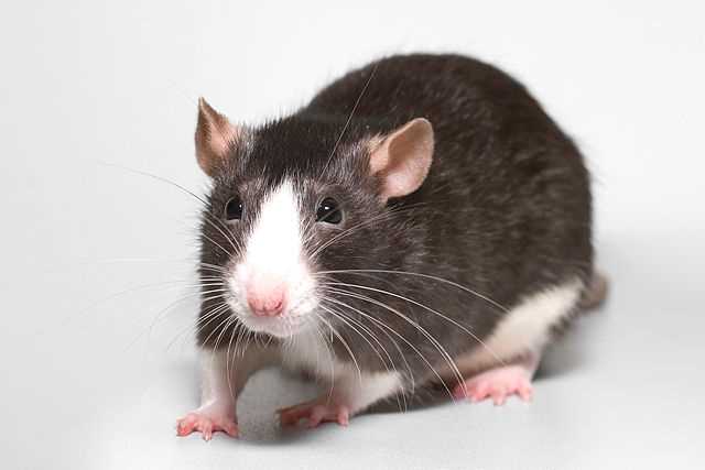 Могут ли домашние крысы выжить на улице?