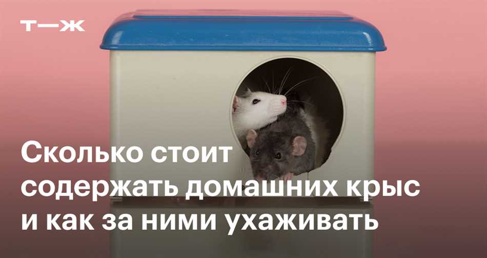 Территориальное поведение: почему крысы могут появиться в доме, несмотря на наличие кота?