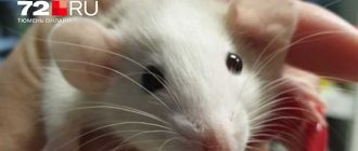 Могут ли крысы жить без компаньона: решение тайны одиночества