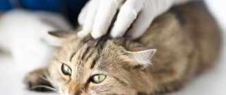 Может ли кошка отравиться препаратом от блох, если капнули на холку?