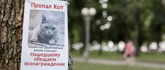 Может ли кошка потеряться? Возможности и рекомендации