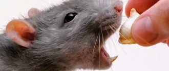 Может ли крыса кусать? Узнайте правду о зубах и поведении крыс!
